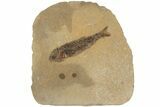 Jurassic Fossil Fish (Hulettia) - Wyoming #188918-1